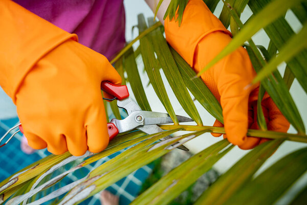 A young woman takes care of the garden, waters, fertilizes and prunes plants.