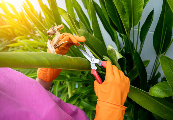 A young woman takes care of the garden, waters, fertilizes and prunes plants.