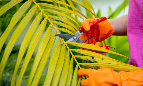 A young woman takes care of the garden, waters, fertilizes and prunes plants.