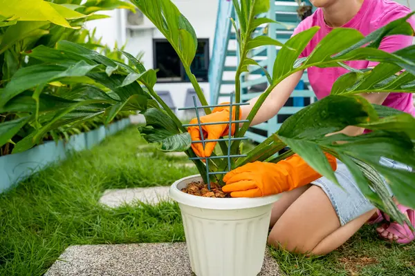 Młoda Kobieta Opiekuje Się Ogrodem Wiąże Rośliny — Zdjęcie stockowe
