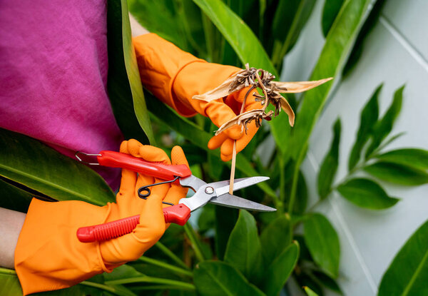 A young woman takes care of the garden, waters, fertilizes and prunes plants.