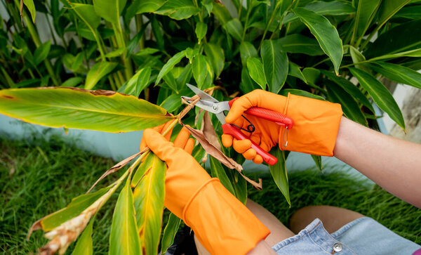 A young woman takes care of the garden, waters, fertilizes and prunes plants.