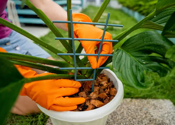Young Woman Takes Care Garden Tying Plants — Stock Photo, Image