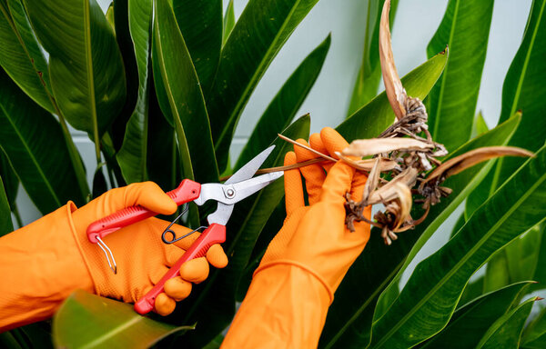 A young woman takes care of the garden, waters, fertilizes and prunes plants.