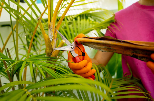 A young woman takes care of the garden, waters, fertilizes and prunes plants.