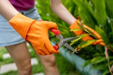 Genç bir kadın bahçeyle, sularla, gübrelerle ve kuru eriklerle ilgilenir..