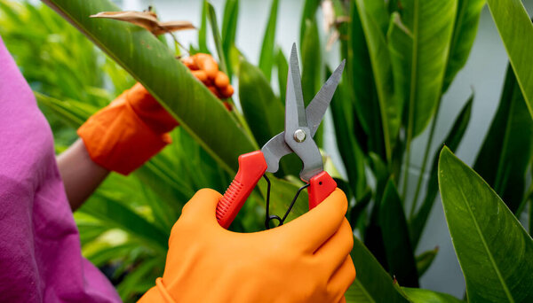 A young woman takes care of the garden, waters, fertilizes and prunes plants.
