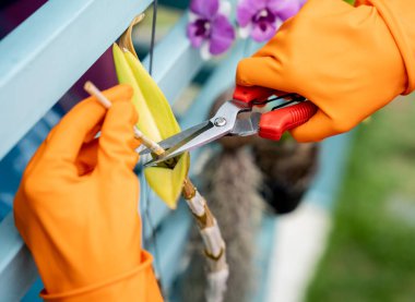 Genç bir kadın bahçeyle, sularla, gübrelerle ve kuru eriklerle ilgilenir..