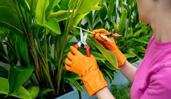 stock image A young woman takes care of the garden, waters, fertilizes and prunes plants.