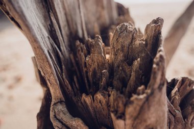 Bir çiçeğe benzeyen tahta bir gövde parçası..