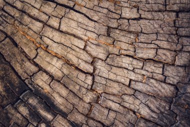 Ağaç gövdesi, kara doğa deliği ve desenli ağaç kabuğu..