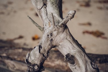 Atların kafasını andıran tahta bir gövde parçası..