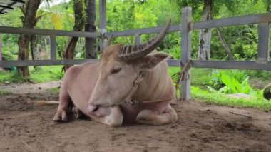 Büyük bufalo kırsal kesimde yerde yatıyor..