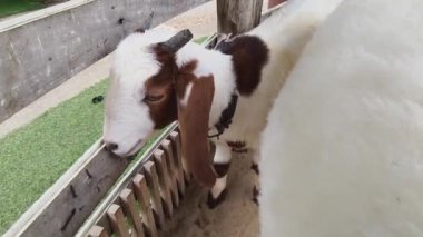 Kırsal bir çiftlikte otlayan kara koyun ve keçiler..