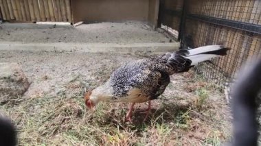 Horoz ve tavuk köy çiftliğinde yaşıyor..