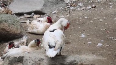 Çiftlikteki beyaz ördeklerin doğal bir davranışı vardır..