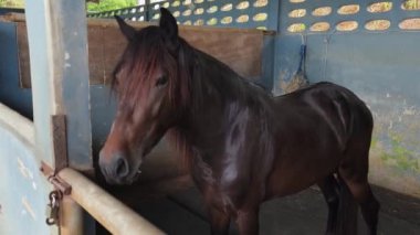 Güzel atlar kırsal bir çiftlikteki ahırda birlikte yaşarlar.. 