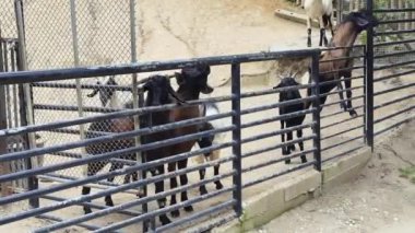 Genç dağ keçileri ve koçlar köy çiftliğinde yaşarlar..