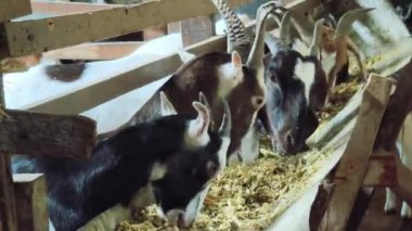 Genç dağ keçileri ve koçlar köy çiftliğinde yaşarlar..