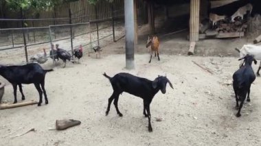 Genç dağ keçileri ve koçlar köy çiftliğinde yaşarlar..