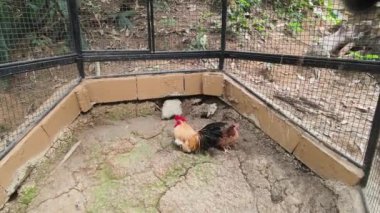 Horoz ve tavuk köy çiftliğinde yaşıyor..