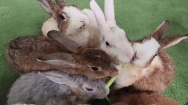 Çiftlikte birlikte beslenen sevimli tavşanlar..