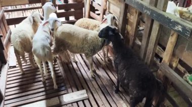 Genç dağ keçileri ve koçlar köy çiftliğinde yaşarlar..