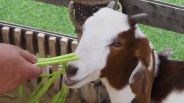 Kırsal bir çiftlikte otlayan kara koyun ve keçiler..