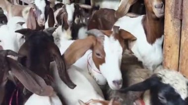 Genç dağ keçileri ve koçlar köy çiftliğinde yaşarlar..