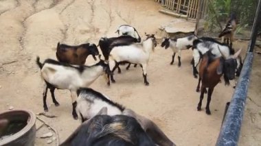 Genç dağ keçileri ve koçlar köy çiftliğinde yaşarlar..