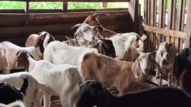 Genç dağ keçileri ve koçlar köy çiftliğinde yaşarlar..