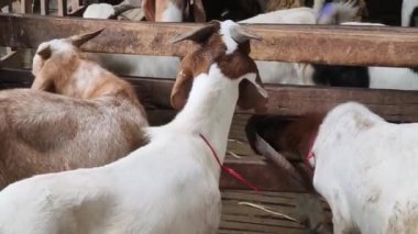 Genç dağ keçileri ve koçlar köy çiftliğinde yaşarlar..