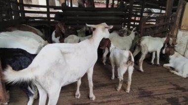 Genç dağ keçileri ve koçlar köy çiftliğinde yaşarlar..