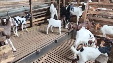Genç dağ keçileri ve koçlar köy çiftliğinde yaşarlar..