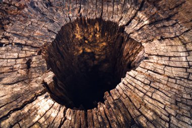 Ağaç gövdesi, kara doğa deliği ve desenli ağaç kabuğu..