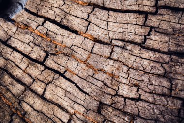 Tree trunk with dark nature hole and textured bark. clipart