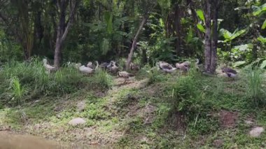 Kazlar büyük çiftlikteki yemyeşil ormanın tadını çıkarıyorlar..