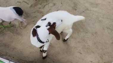 Kırsal bir çiftlikte otlayan kara koyun ve keçiler..