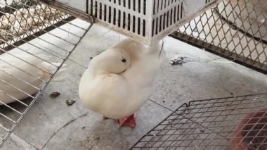 Çiftlikteki beyaz ördeklerin doğal bir davranışı vardır..