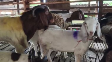 Genç dağ keçileri ve koçlar köy çiftliğinde yaşarlar..