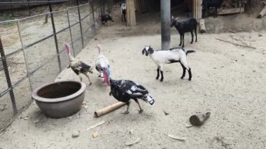 Genç büyük hindiler kırsal bir çiftlikte yaşıyorlar.. 