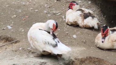 Çiftlikteki beyaz ördeklerin doğal bir davranışı vardır..