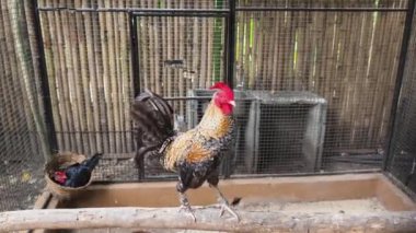 Horoz ve tavuk köy çiftliğinde yaşıyor..