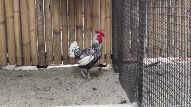 Horoz ve tavuk köy çiftliğinde yaşıyor..