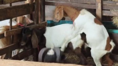 Genç dağ keçileri ve koçlar köy çiftliğinde yaşarlar..