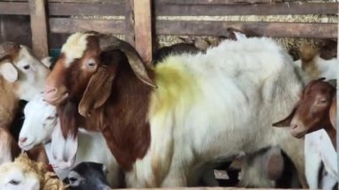 Genç dağ keçileri ve koçlar köy çiftliğinde yaşarlar..