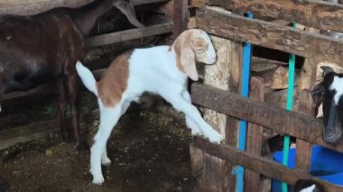 Genç dağ keçileri ve koçlar köy çiftliğinde yaşarlar..