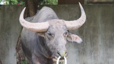 Güzel bufalo kırsal kesimde birlikte yaşar..