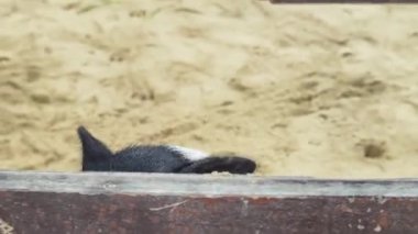 Küçük domuzlar çiftlikte yaşar ve doğal ortamlarında mutludurlar..