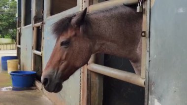Güzel atlar kırsal bir çiftlikteki ahırda birlikte yaşarlar.. 